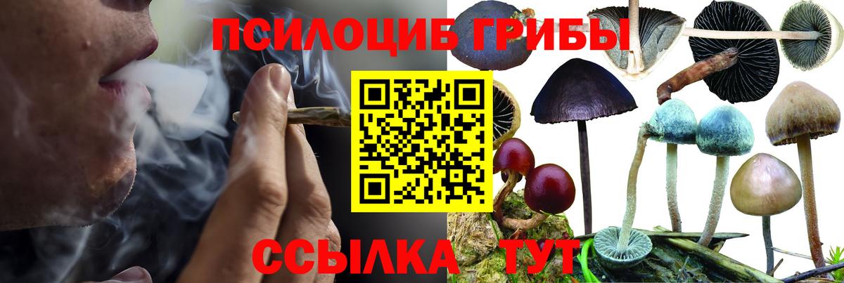 Галлюциногенные грибы мицелий  Вход с VPN  Галлюциногенные грибы Psilocybe  Кувандык 